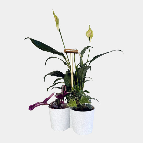 3D printed Caddie Carrier for plants / wine