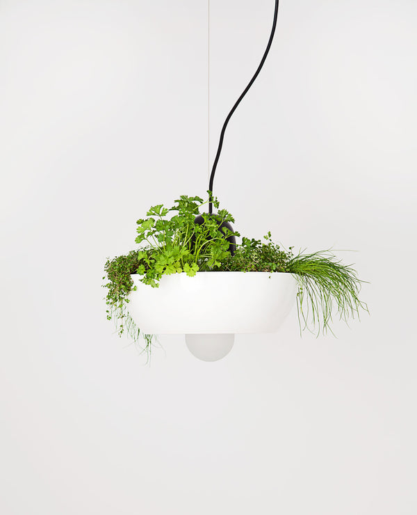 A industrial pendant light fixture with a removable plantable shade, featuring frosted glass diffuser and a white ceiling canopy. The fixture is hanging with a green plant inside it.