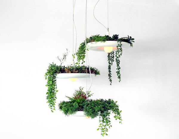 Three Babylon Light hanging pendant lights with plants cascading