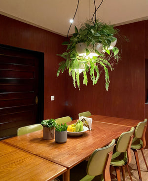Well Planter Lights filled with green plants and hanging above a dining room table in a mahogany panelled dining room.