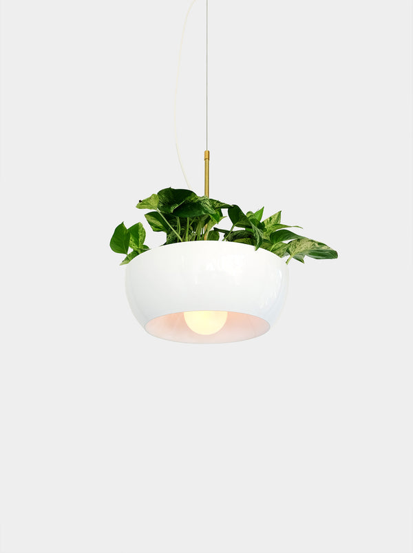 Well Planter Light planted large green leafs